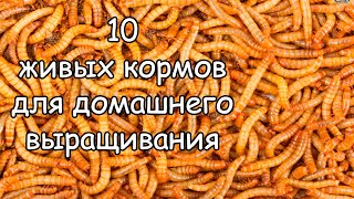 10 ЖИВЫХ КОРМОВ ДЛЯ аквариумных рыбок и не только