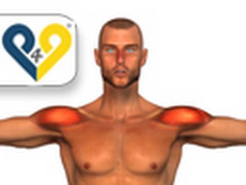 Exercices musculation pour Deltoïde: Élévation latérale - YouTube