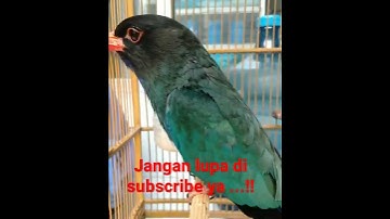 Tengkek Buto ‼️cocok untuk masteran burung kicau #shorts #videos #viralvideo #viralshorts