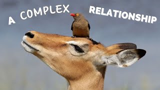 The Oxpecker and Their Hosts: A Complex Relationship