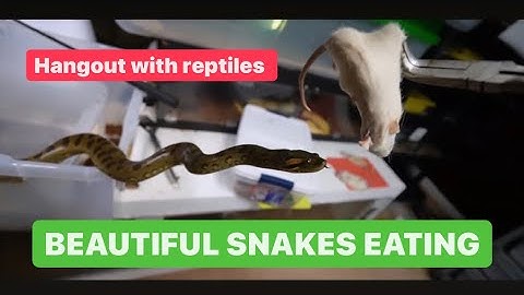 Feeding BEAUTIFUL Ball Pythons, Redtail Boa Constrictor, The mighty Green Anaconda