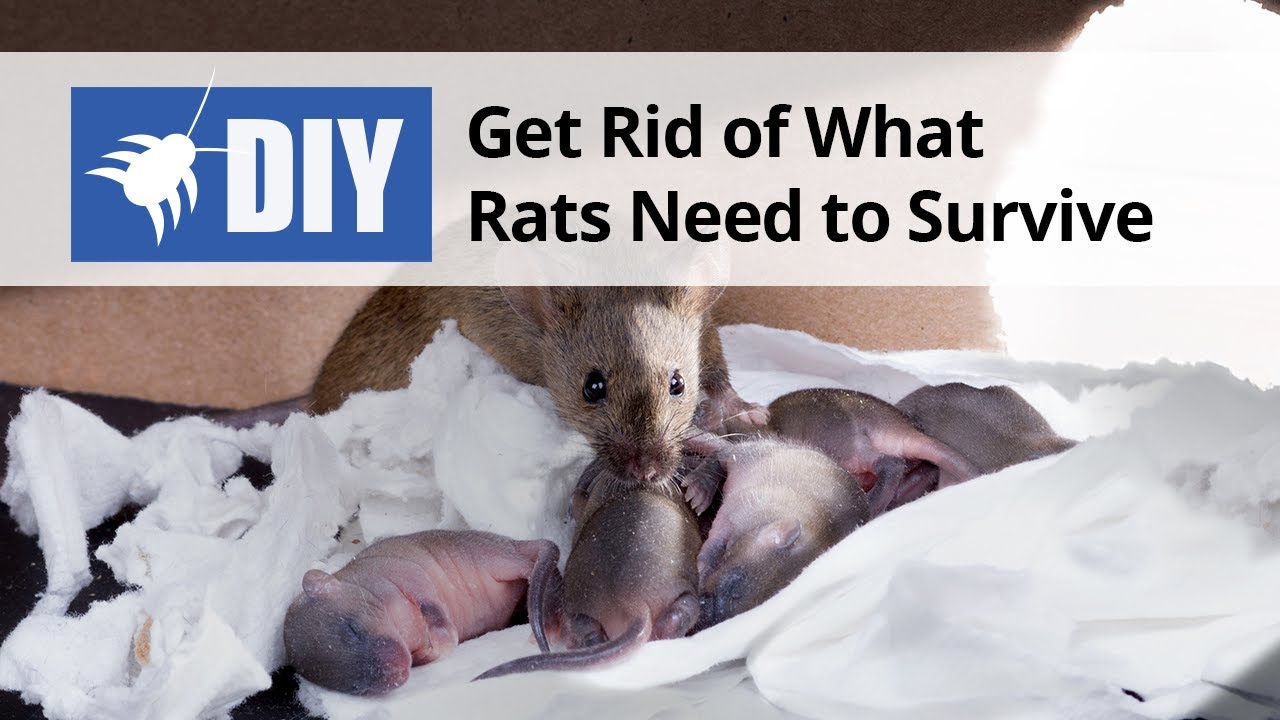 How To Get Rid of Rats  Do-It-Yourself Pest Control