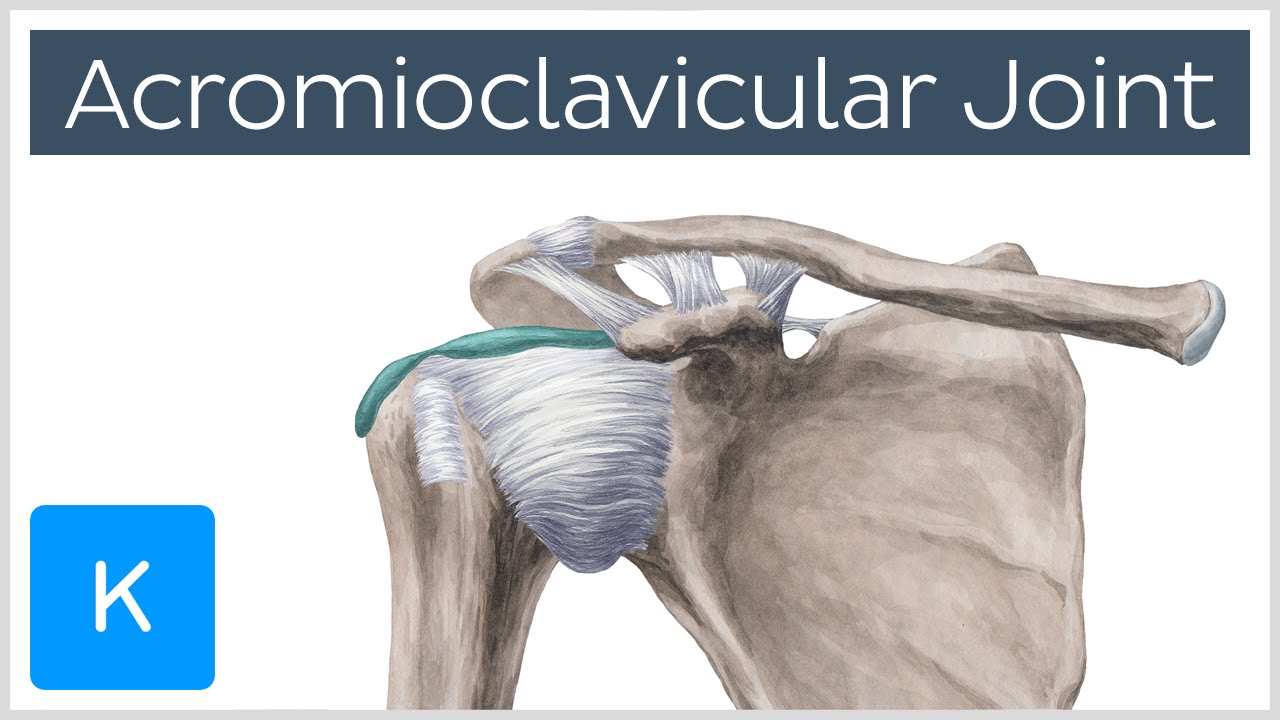 articulatio acromioclavicularis)