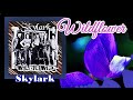 Wildflower / Skylark (with Lyrics &amp; 가사 해석, 1972)