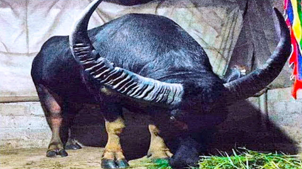 15 Animals Horns you won’t Believe actually Exist