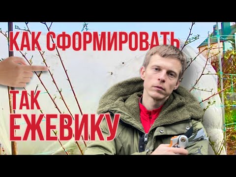 Как обрезать ежевику осенью? Лучшая формировка куста - веером!