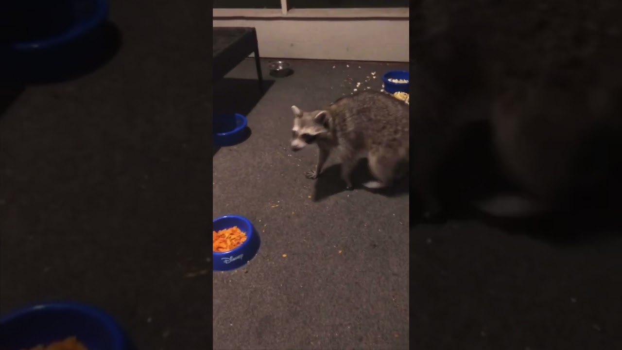 Cat fights off a Raccoon 