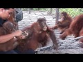 Orangutan Foundation International Eco Tours