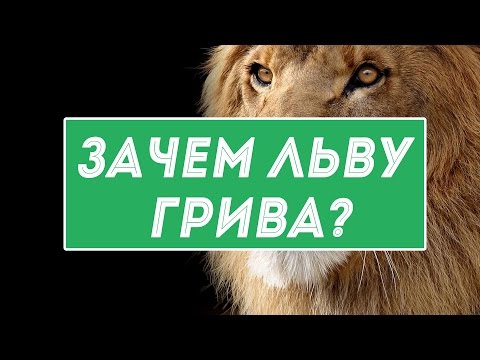 Зачем льву грива и другие факты о львах