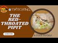 Twitching The Red Throated Pipit And Other Specials Twitching The Red Throated Pipit And Other Specials