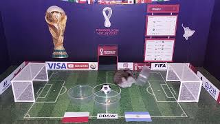 Poland vs Argentina ⚽️ Football prediction by hamster Jasper 🐹 FIFA World Cup 2022 by Have you seen my hamsters? 785 views 1 year ago 11 seconds