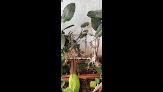 How to Induce Prop Roots in Banyan Bonsai, Easy To Grow (HD)