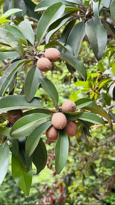 Chikoo heaven! This tree is loaded. #sapota #chikoo #organicfarming #gardening #backyardgardening