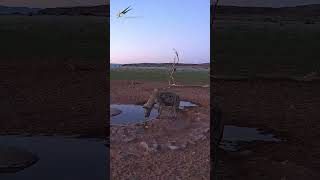You Won’t Believe It… Hyena in Daylight!