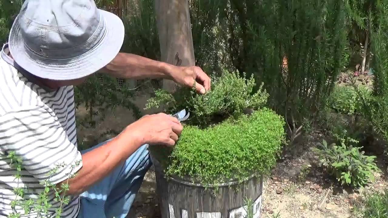 フレンチタイム刈り込み デンのハーブガーデンより 自然のハーバルライフ Herb Youtube