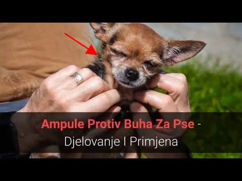 Video: Kako se psi koriste za sanduke