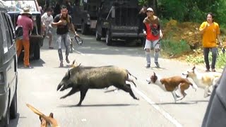 KUMPULAN VIDEO BERBURU BABI HUTAN TERBAIK 2023-2024