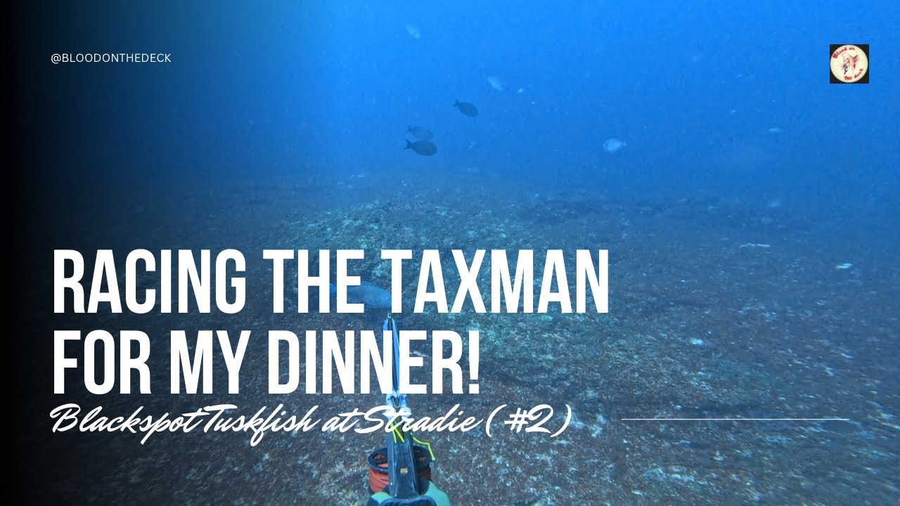 Racing the taxman for my dinner! 🦈💨 | Spearfishing Blackspot Tuskfish at Stradie (#2)