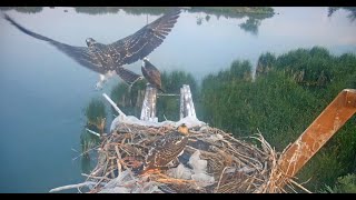 2025 07 30 #2 fledges at 63 days old Boulder County Osprey Cam