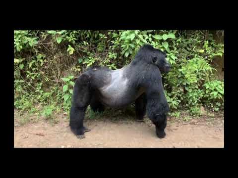 Vídeo: O Gorila Do Zoo Da Filadélfia Aprendeu A Se Comportar Como Uma Pessoa - Visão Alternativa