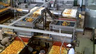Raynbow Sorting Unpeeled Halved Peaches | RAYTEC VISION SpA
