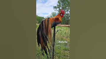 GrandDad - Phoenix #reels #shorts #chicken #spring #rooster #gamefowl #ayam #gallos #मुरग़ा #मुर्गा
