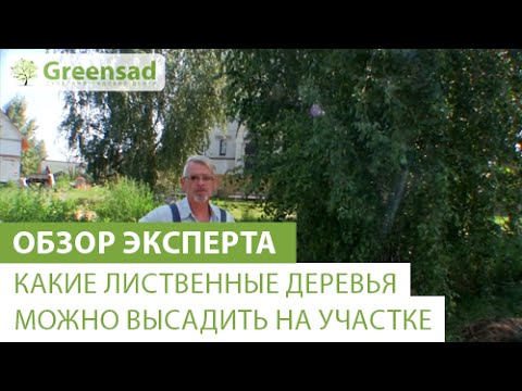 Вопрос: Какое быстрорастущее дерево можно посадить на задний двор участка?