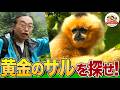 【超貴重】まるで『黄金のサル』！幻の珍獣ギボンをベトナムの密林で千石先生と大捜索【どうぶつ奇想天外／WAKUWAKU】