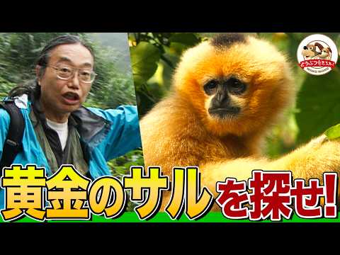 [Ultra Rare] Like a "Golden Monkey"! Searching for rare gibbons in Vietnam with Dr. Sengoku!