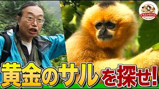 【超貴重】まるで『黄金のサル』！幻の珍獣ギボンをベトナムの密林で千石先生と大捜索【どうぶつ奇想天外／WAKUWAKU】