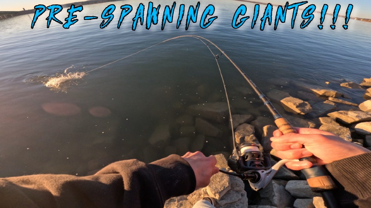 Spring Fish Spawn SPRING FISHING SPAWNING WALLEYES!!! | Non-stop Bite | - YouTube