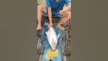 câu cá tra sông mùa nước nổi