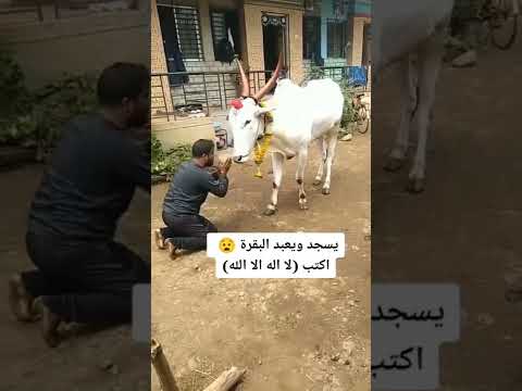 عبادة البقر