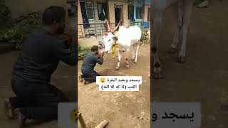 عبادة البقر