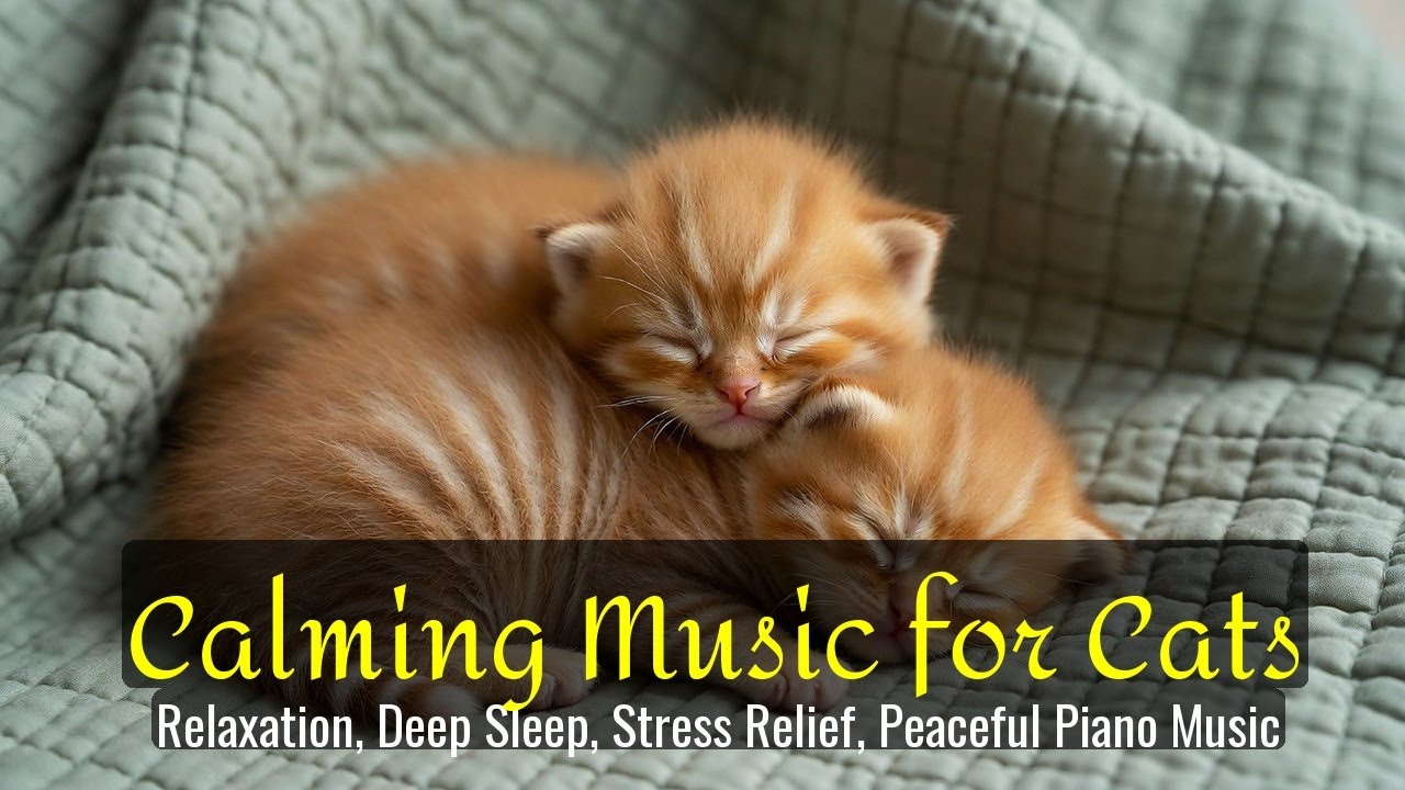 LIVE Cozy Kitten Sleeping Soundly for Calm Evening 🌙 | Season 59