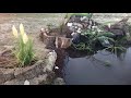 Création d'une mare pour un jardin en permaculture