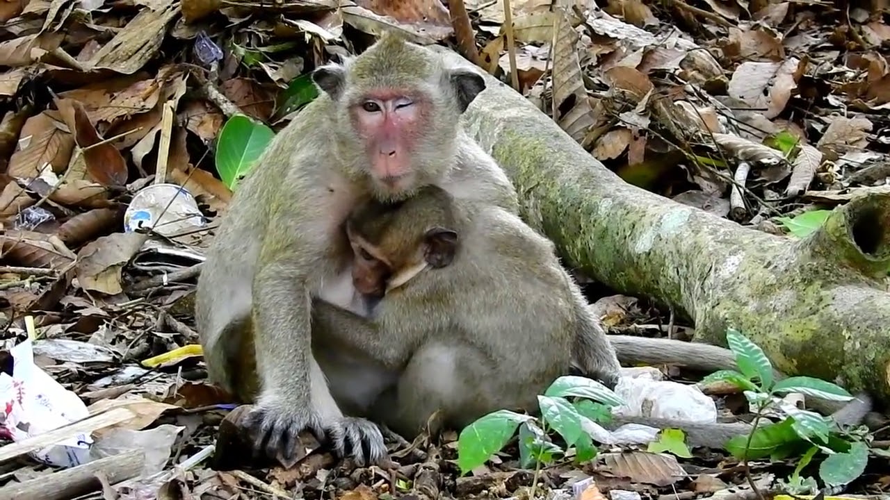 Popeye Not Agree Requests Milk Sweet Pea Angry And Cry Loudly, Monkey Recorder PT1002