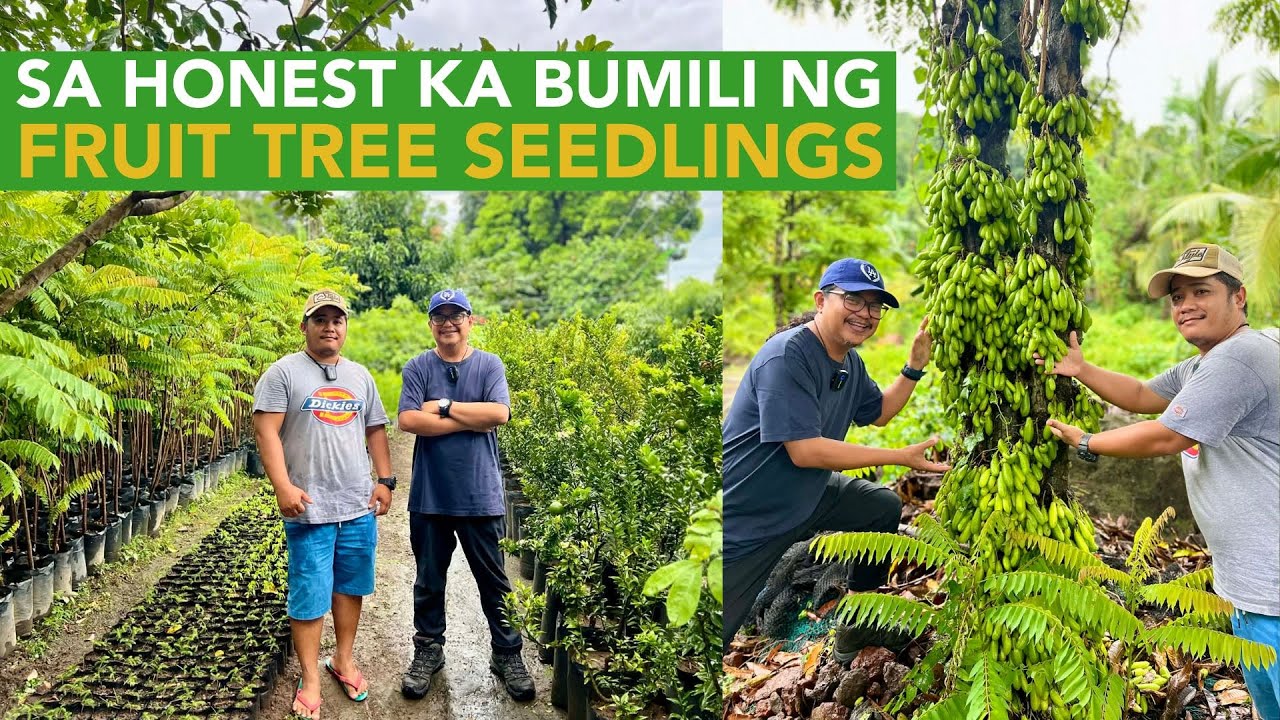 Fruit Tree Seedlings: Maliliit pa, Kahit sa Drum lang Namumunga na!