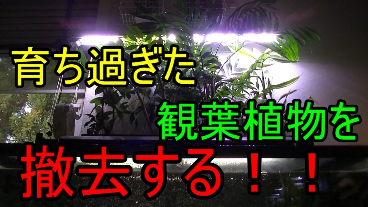 アクアリウム 1年以上放置している上部フィルターを掃除してみる Youtube