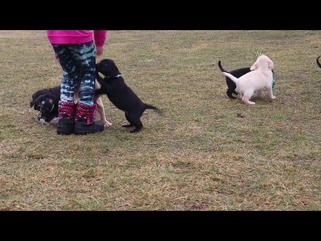 Bean video thumbnail