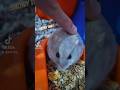 Enjoying my snack while being pet! #hamster #cute #small #pets #fluffy #snacks