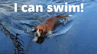Basset Hound Swimming!