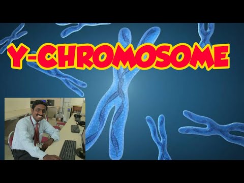 Video: X-kromosomet Til Den Tyske Kakerlakken, Blattella Germanica, Er Homolog Med Et Fly X-kromosom Til Tross For 400 Millioner år Avvik