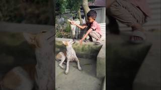#quran #quranmajeedpro #animationmemes #banglasong #help #blackscreen #dipannita #helping #animals