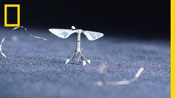 Tiny, Robotic Bees Could Change the World | National Geographic