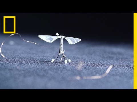 ejendom Blinke Nerve Tiny, Robotic Bees Could Change the World | National Geographic - YouTube