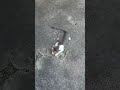 #cutecat #shorts