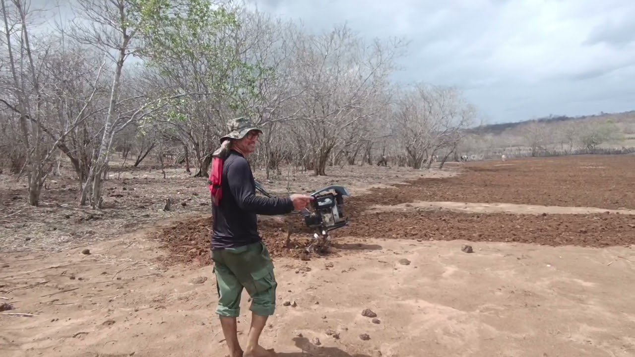 Preparando a terra para o plantio do meu milho e feijão com o motocultivador 
