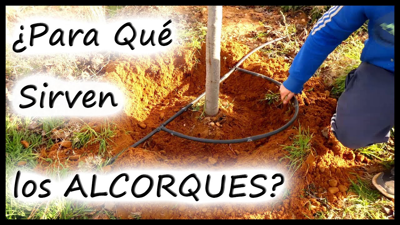 Para Qué Sirven los ALCORQUES? | Trucos del Huerto | hacer Alcorque | Regar  | ATLASNUBE autogestión - YouTube