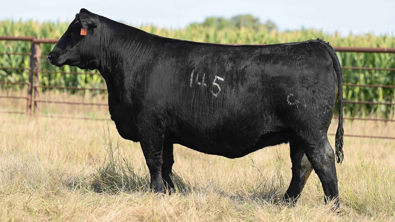 Chestnut Angus: Lot 1H